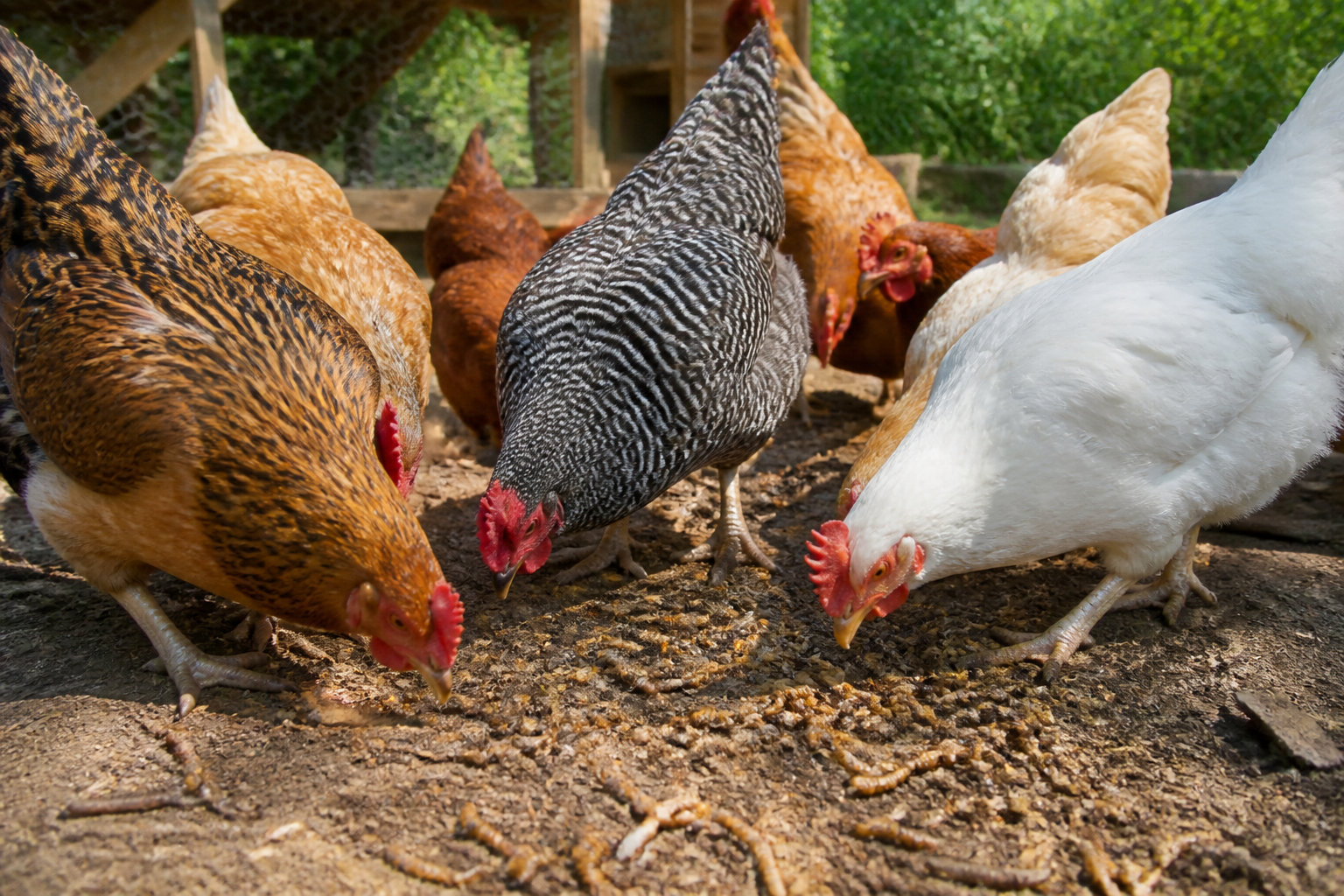 Quel insecte choisir pour vos poules et reptiles ?