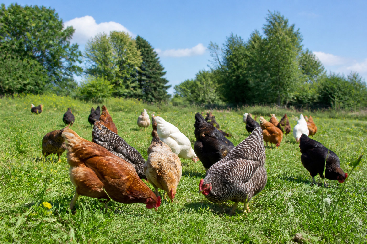 Les composés bioactifs comme la chitine renforcent naturellement les barrières immunitaires des chiens, chats et volailles de rente