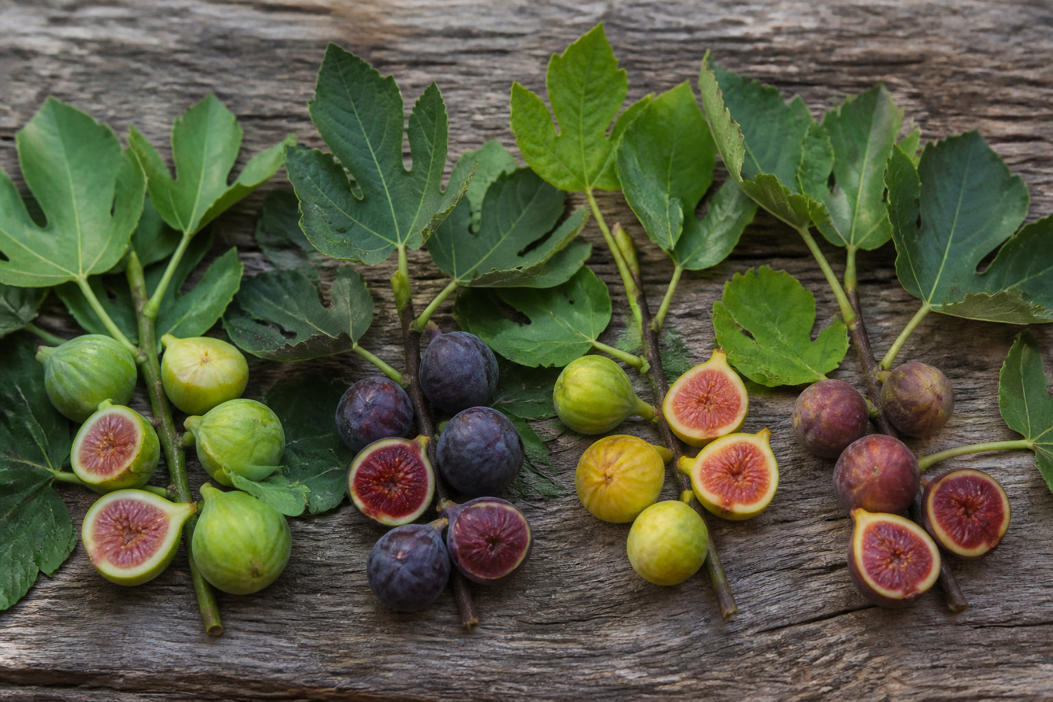 Variétés adaptées et bénéfices écologiques des racines