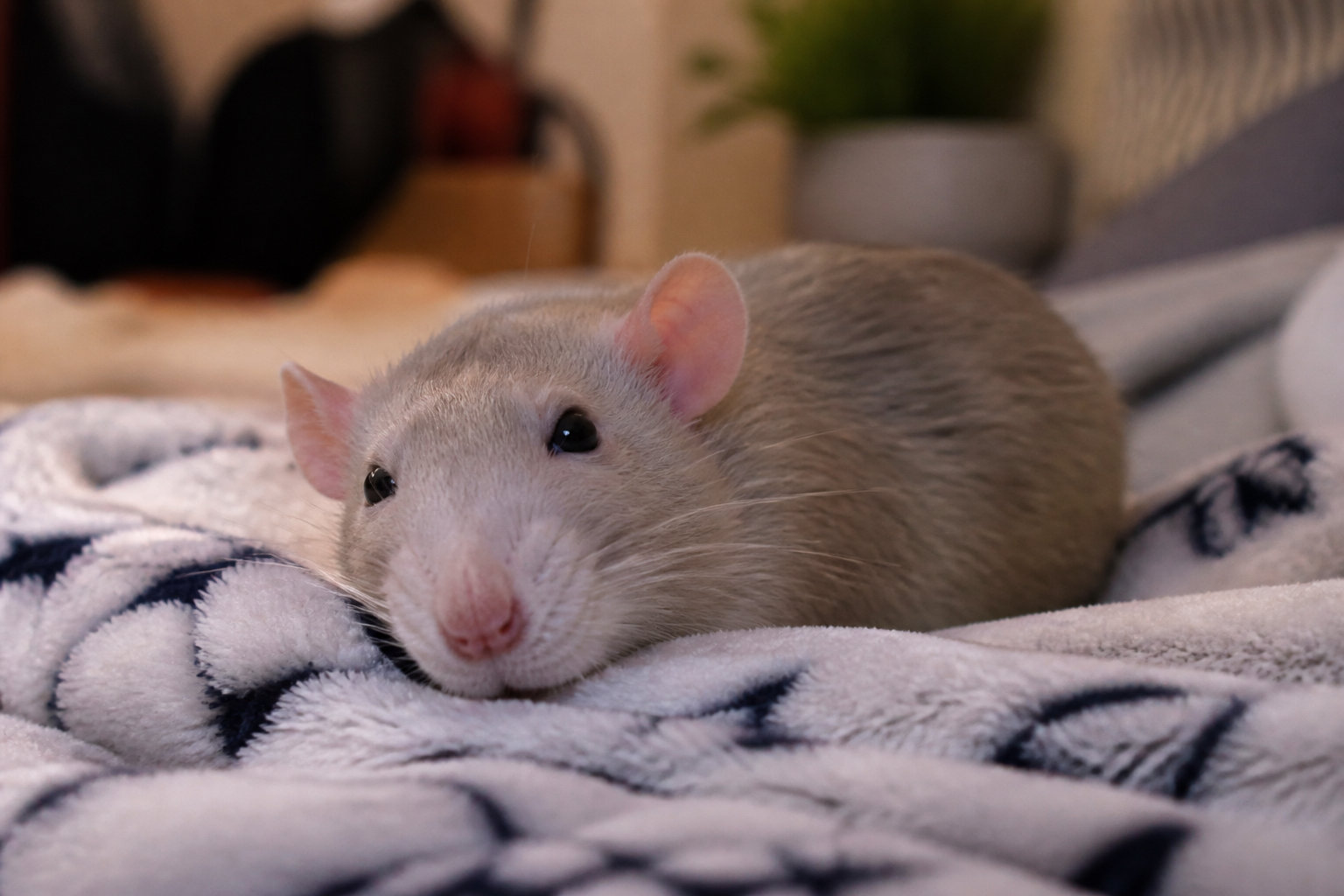 Rat domestique se reposant sur une couverture douce après une séance