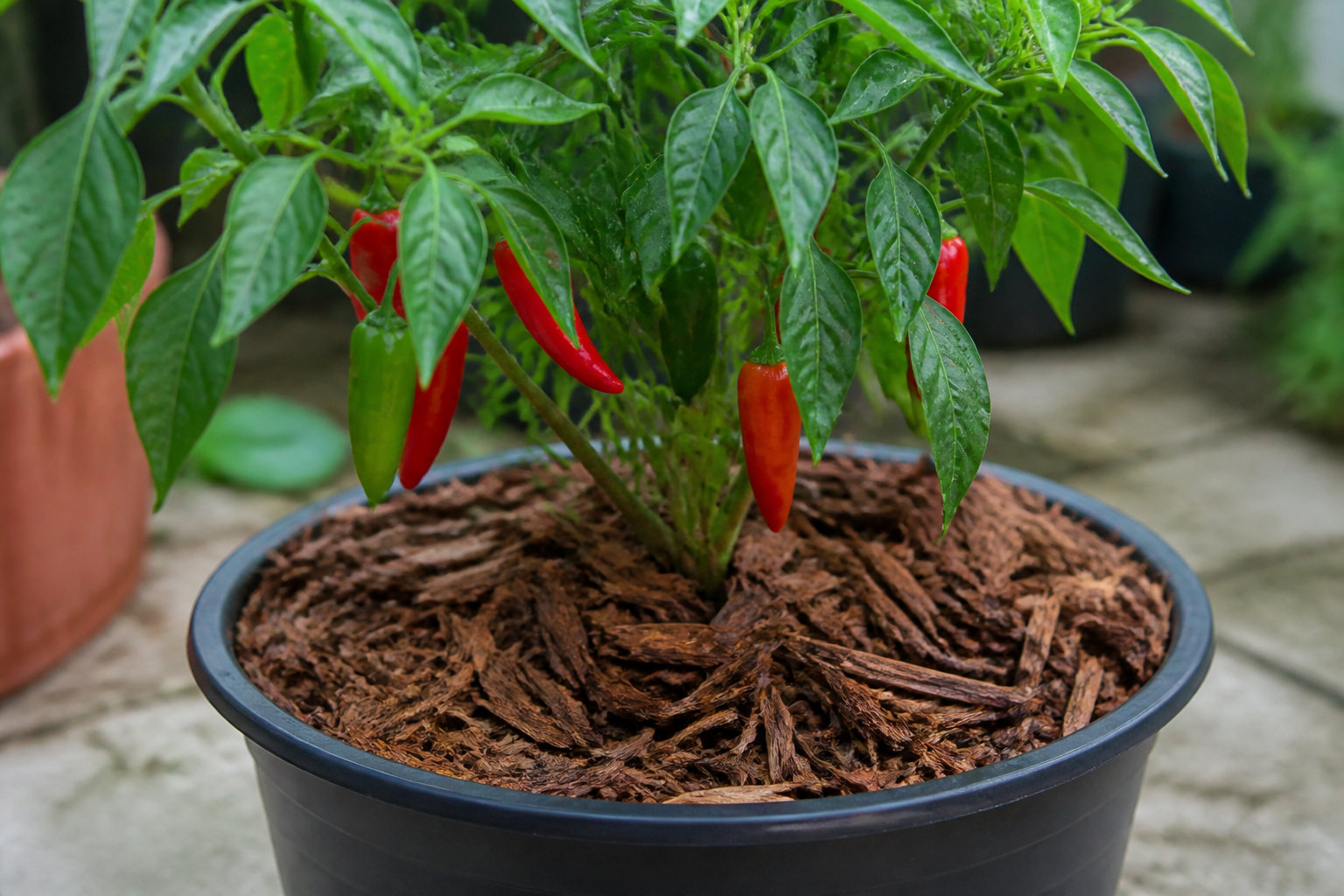 Piment en pot exposé plein sud avec paillage de surface