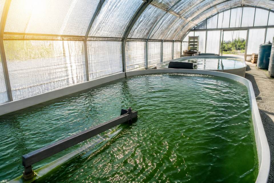 Sécurité alimentaire et choix d'une qualité irréprochable