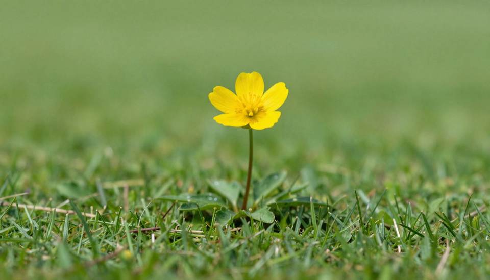 Devenir foncier et enjeux écologiques des terrains délaissés