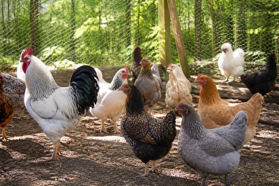 Réussir l'intégration de nouvelles poules dans un cheptel existant : méthodes douces