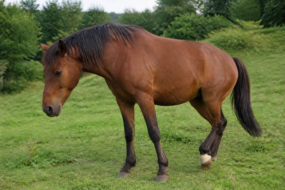 Identifier une boiterie du grasset | Signes cliniques et alertes