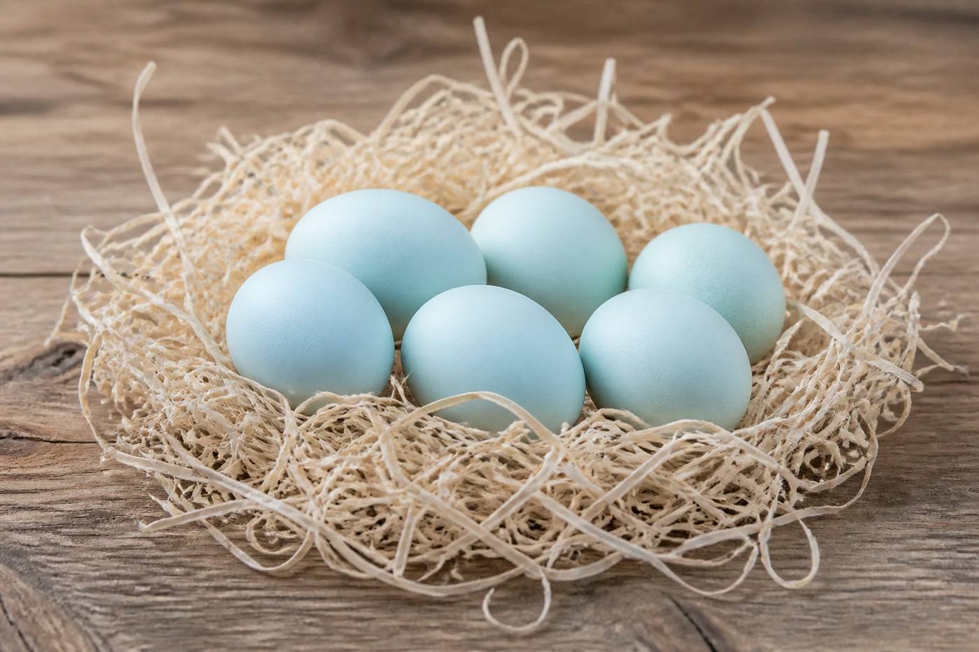 Sélection des meilleures races de poules aux œufs bleus : caractéristiques et ponte