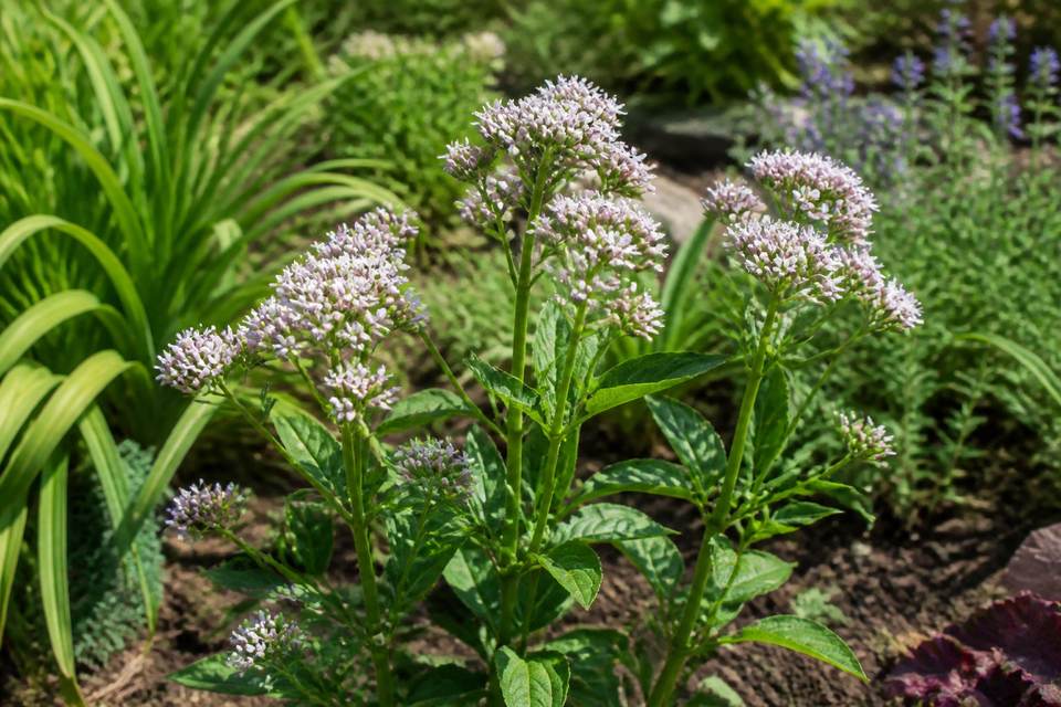 5 conseils pour réussir la culture de la valériane au jardin